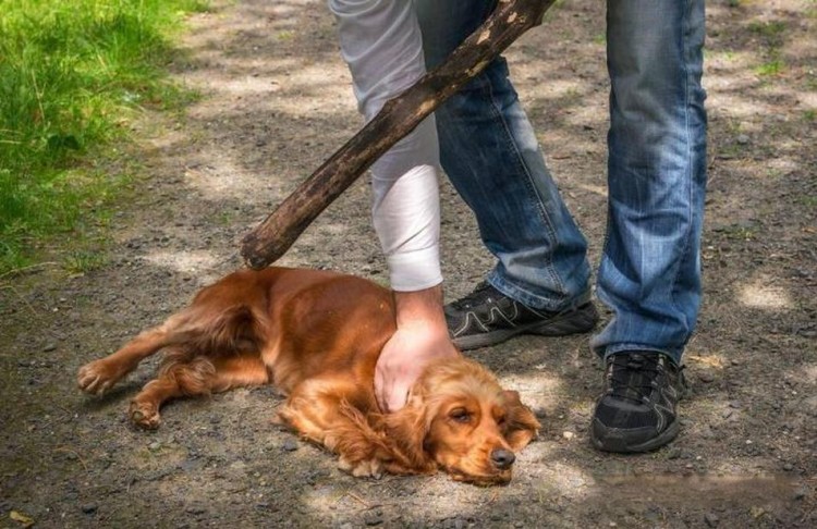 恶犬咬人别害怕这几个部位一击见效