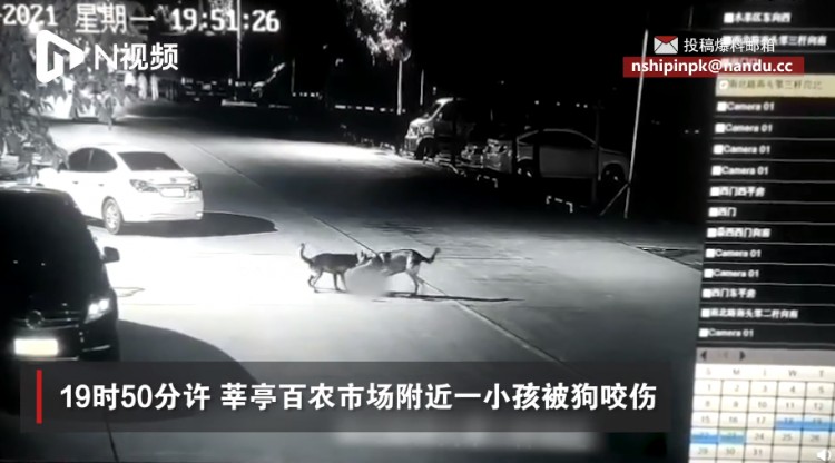 又见烈犬伤人！再次提醒这些犬种常州禁养