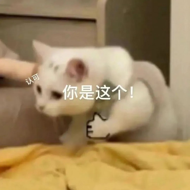 83岁老人失踪48小时被猫找到！儿子：没有它我可能再也见不到妈妈