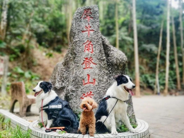 广州能带狗狗爬山的好地方！还有训犬师陪同边玩边学