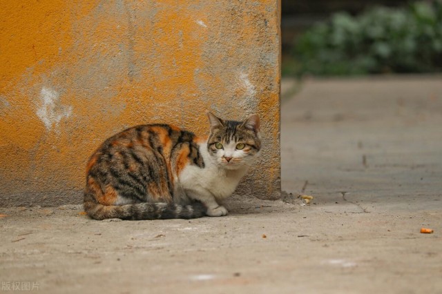 三花猫都是母猫吗三花猫为什么招财