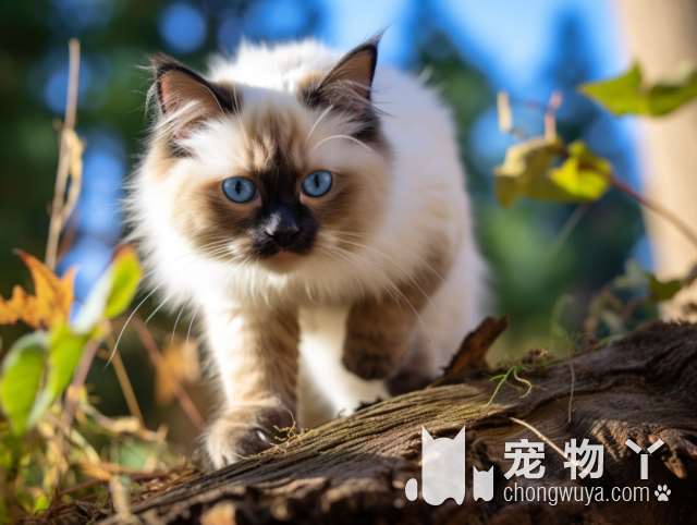 上海誉宠猫狗领养馆：可爱的猫狗等着你，快来领养吧!