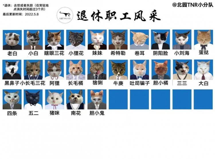 四川大学100多只流浪猫拥有职工证件照！难道是让猫咪做打工人