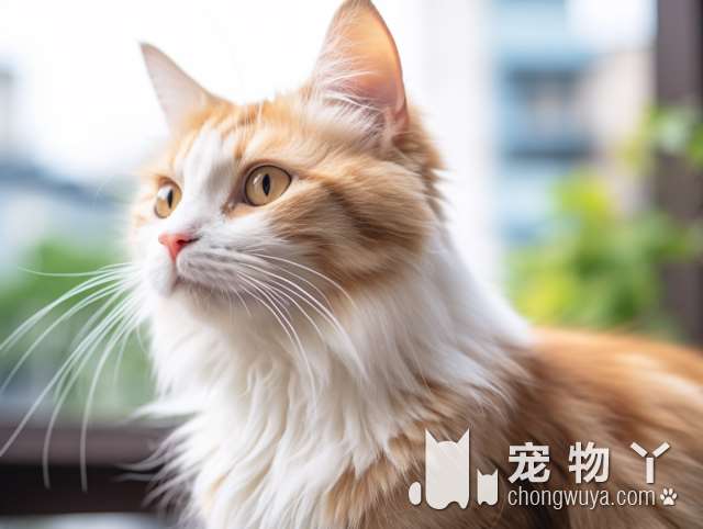 厦门Magic宠物公馆，猫咪好看吗?